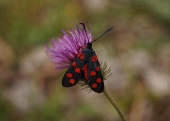 What Are Fixed vs Variable Expenses? A Complete Guide to Mastering Your Budget