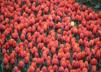 What Are the Different Types of Loans? A Comprehensive Beginner’s Guide