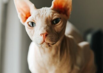 What Is a Fraud Alert? Your Ultimate Guide to Protecting Your Identity