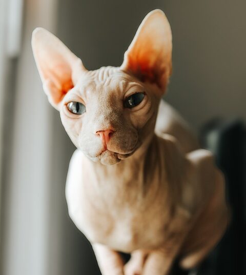 What Is a Fraud Alert? Your Ultimate Guide to Protecting Your Identity