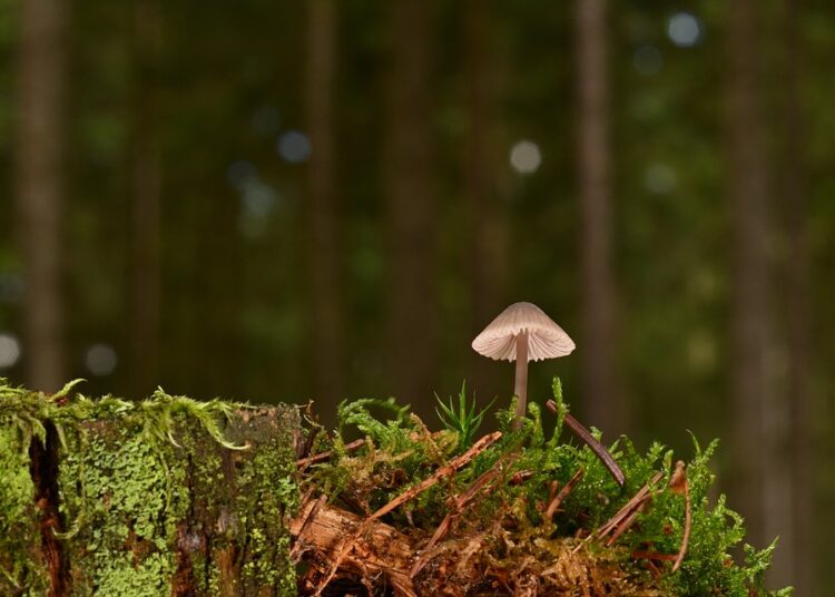 What Is a Small-Cap Index Fund? A Beginner’s Guide to Investing in Growth Opportunities