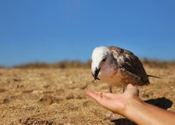 What is Renting Out Your Car on Turo? A Comprehensive Beginner’s Guide