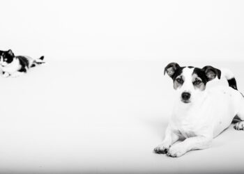 What is a Home Appraisal? A Complete Guide for First-Time Buyers