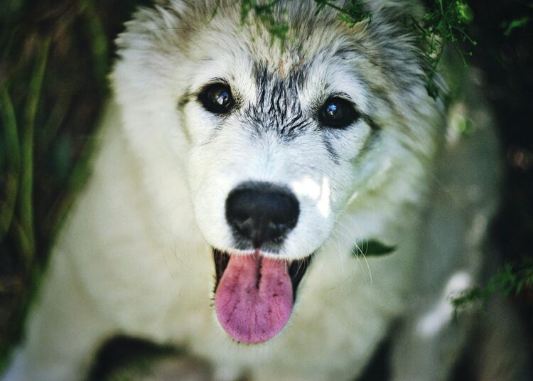 What is a Pay for Delete Letter? A Comprehensive Guide to Clearing Your Credit Report