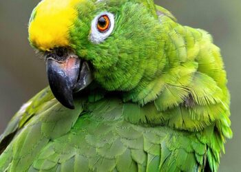 What is an Amazon FBA Business? A Beginner’s Guide to E-Commerce Success