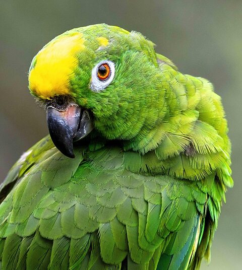 What is an Amazon FBA Business? A Beginner’s Guide to E-Commerce Success