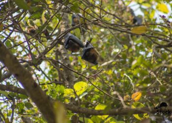 What is the Difference Between APR and APY? A Comprehensive Guide for Savvy Savers