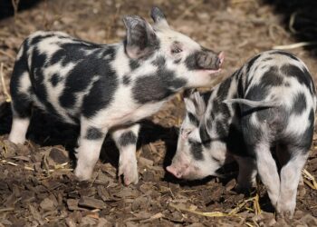 10 Effective Frugal Living Tips That Will Transform Your Finances