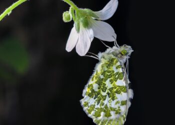10 Essential Frugal Gardening Tips to Grow a Thriving Garden on a Budget