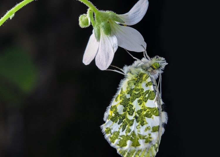 10 Essential Frugal Gardening Tips to Grow a Thriving Garden on a Budget 10 Essential Frugal Gardening Tips to Grow a Thriving Garden on a Budget