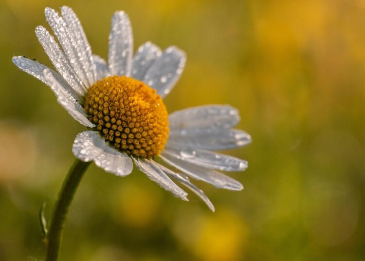 10 Essential Frugal Tips for Single People: Live Well on Less!