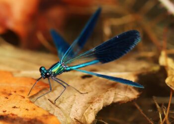 5 Effective Strategies to Build Credit When You Have a Thin File