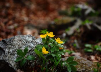 How to Avoid Greenwashing in Finance: A Beginner’s Guide to Honest Investments