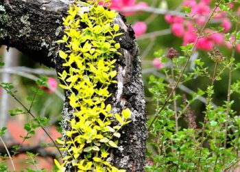 How to Build Wealth After Becoming Debt-Free: A Step-by-Step Guide for Financial Freedom