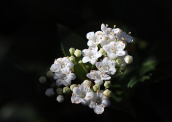 How to Choose Between Debt Snowball and Avalanche: A Step-by-Step Guide