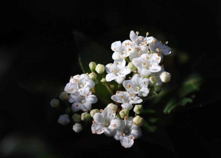 How to Choose Between Debt Snowball and Avalanche: A Step-by-Step Guide