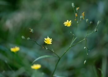 How to Determine if Your Bank is FDIC Insured: A Step-by-Step Guide