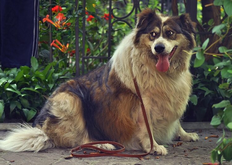 How to Determine the Best Asset Allocation for a Comfortable Early Retirement