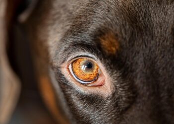 How to Eliminate Debt Fast: Proven Strategies for Effective Payoff