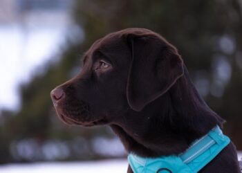 How to Launch a Focus Group Side Hustle: Your Step-by-Step Guide to Earning Extra Income