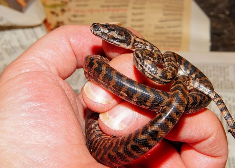 How to Master Dave Ramsey’s Baby Step 1: Your Ultimate Guide to Saving ,000 Quickly How to Master Dave Ramsey’s Baby Step 1: Your Ultimate Guide to Saving ,000 Quickly