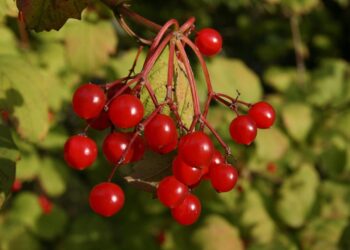 How to Master the Debt Snowball Method: A Step-by-Step Guide to Financial Freedom