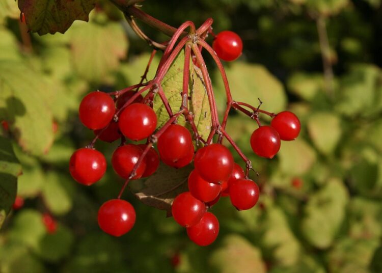 How to Master the Debt Snowball Method: A Step-by-Step Guide to Financial Freedom How to Master the Debt Snowball Method: A Step-by-Step Guide to Financial Freedom