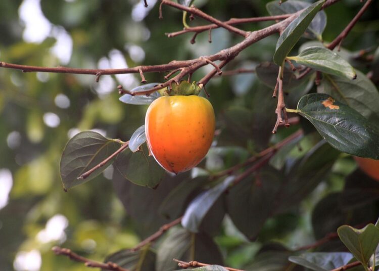 How to Negotiate a Higher Salary: A Step-by-Step Guide for Professionals