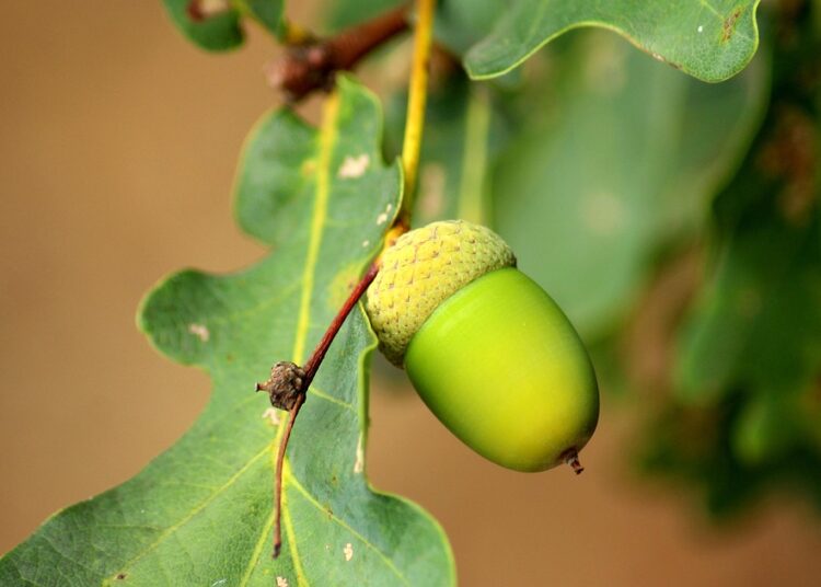 How to Start Investing with Acorns: A Step-by-Step Guide for Beginners