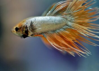 How to Understand What a Stock’s Beta Means for Your Investment Strategy