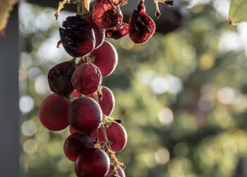 How to Use Leftovers Creatively: 10 Delicious Ideas You’ll Love!