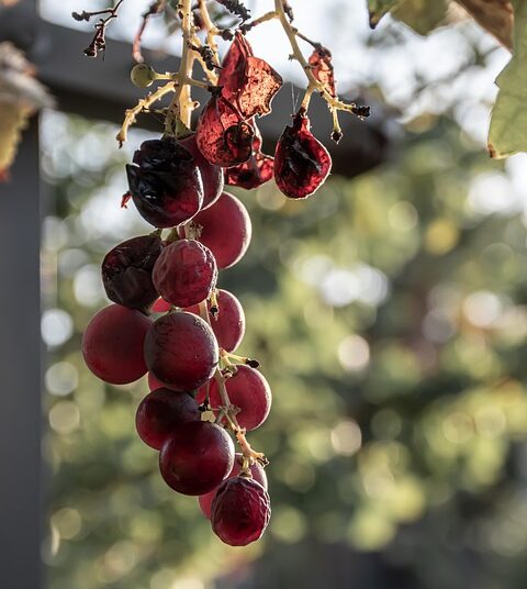 How to Use Leftovers Creatively: 10 Delicious Ideas You’ll Love!