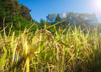 The Ultimate Guide: How Are Stock Dividends Taxed? Everything You Need to Know