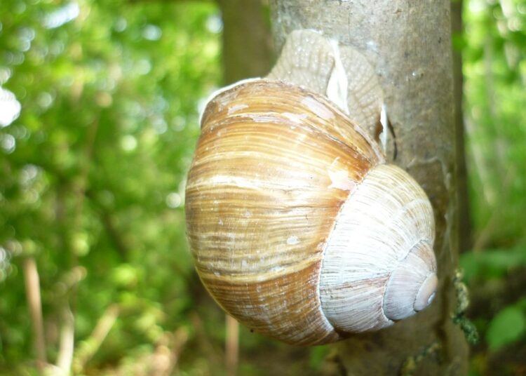 The Ultimate Guide: How Often Should You Invest in Index Funds for Maximum Returns?