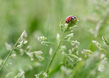 Top 10 Robo-Advisors for Small Accounts: Maximize Your Investment Potential