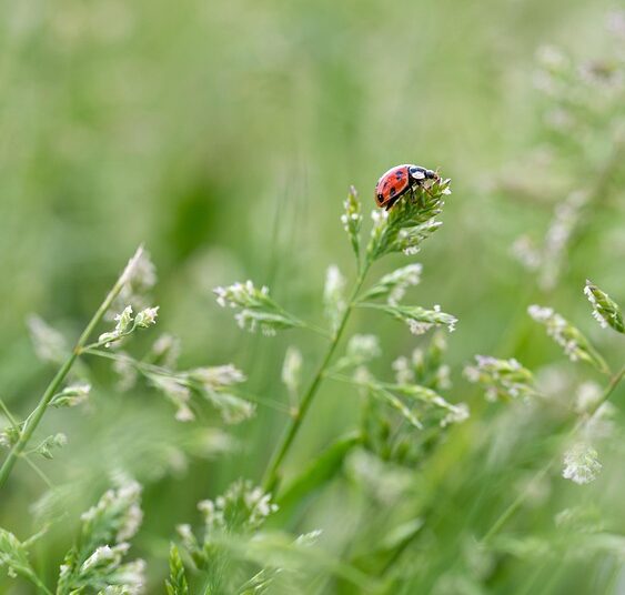 Top 10 Robo-Advisors for Small Accounts: Maximize Your Investment Potential