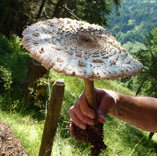 Top 5 Best Places to Store Your Emergency Fund and Maximize Your Peace of Mind