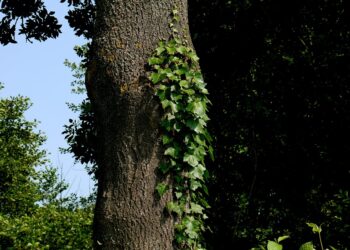 Ultimate Guide: How to Make the Most of Your HYSA in 5 Simple Steps