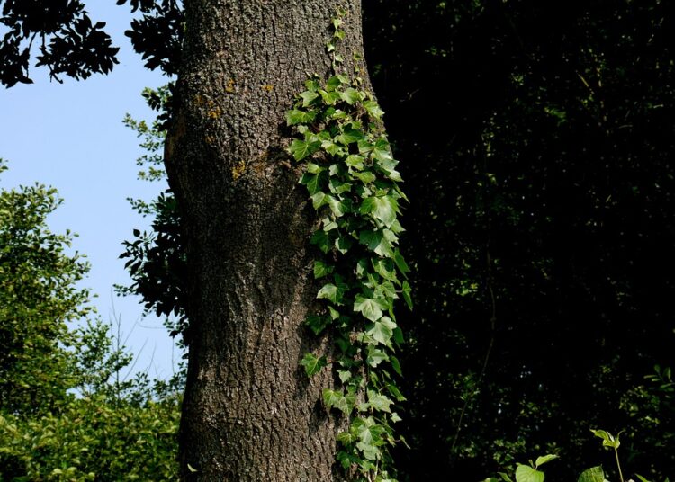 Ultimate Guide: How to Make the Most of Your HYSA in 5 Simple Steps