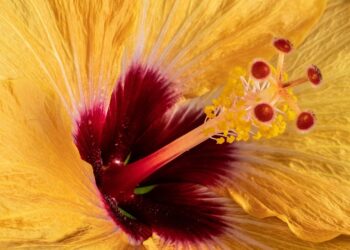 What Are Your Rights with Debt Collectors? A Comprehensive How-To Guide