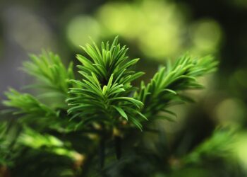 What Happens to My Robo-Advisor Account? A Step-by-Step Guide for Investors