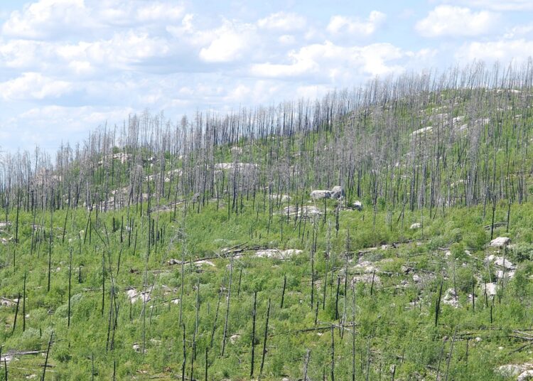 What Happens to Your Credit After Death? A Comprehensive Guide for Survivors