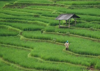 What Is Yield Farming? A Beginner’s Guide to Earning Passive Income in Crypto