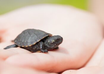 What Is a Will and Trust? A Comprehensive Guide to Your Estate Planning Essentials