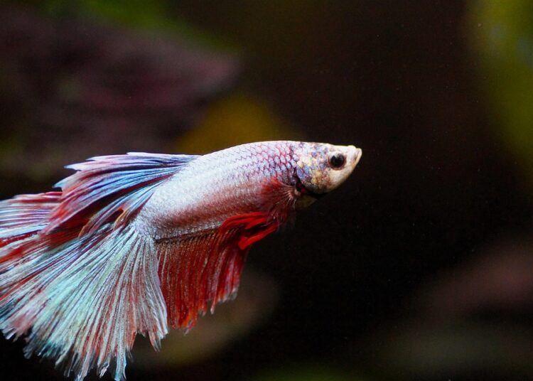 What is Smart Beta Targeting? A Comprehensive Guide to Modern Investment Strategies What is Smart Beta Targeting? A Comprehensive Guide to Modern Investment Strategies