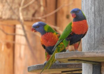 What is a Good Credit Score in the UK? Your Comprehensive Guide to Understanding Credit Ratings