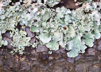 What is a Lien on Your Property? Understanding the Basics and Implications for Homeowners