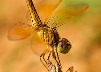 What is the QQQ ETF Targeting? A Comprehensive Guide for Investors