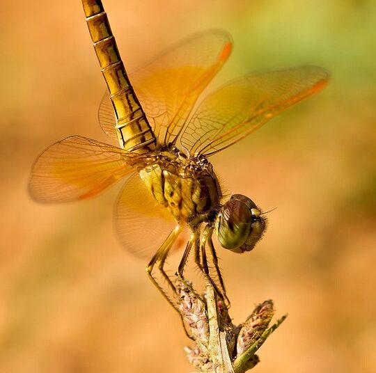 What is the QQQ ETF Targeting? A Comprehensive Guide for Investors