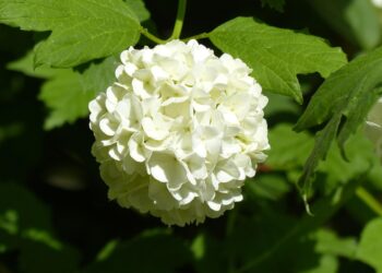 What is the Snowball Method? A Step-by-Step Guide to Crushing Your Debt